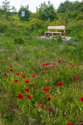 bench_resized_wild_meadow.JPG