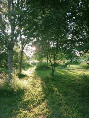 Humber_trees_sunset_(002).jpg