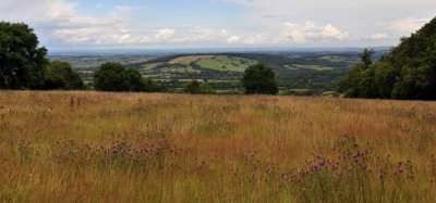 higher_ground_meadow2.jpg